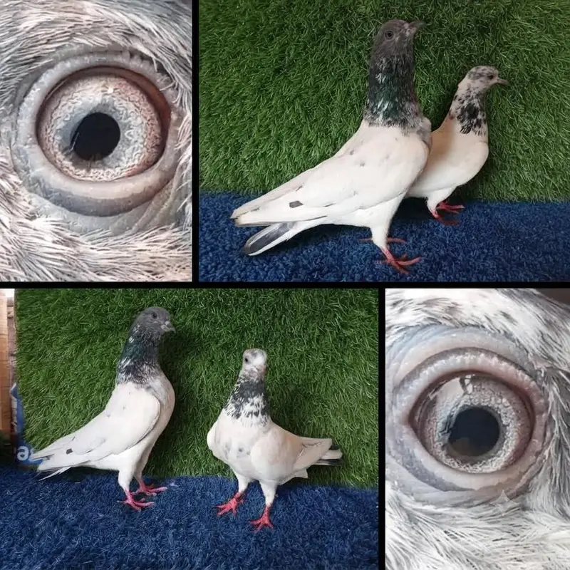 ferozpuri|golden Pigeons|jaldar Pigeons|Teddy Pigeons|Kabootar|lakhy — photo 7
