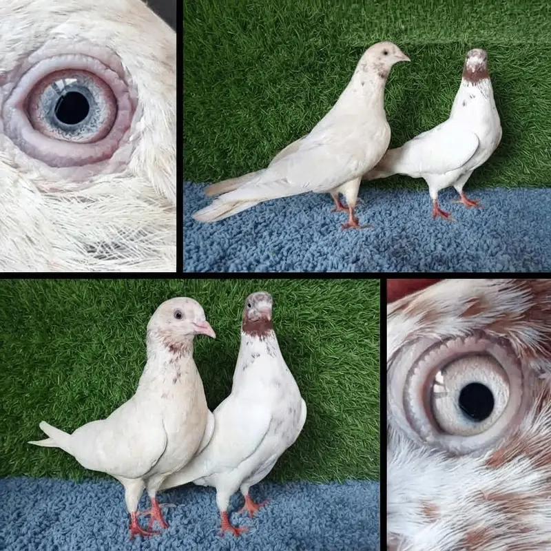 ferozpuri|golden Pigeons|jaldar Pigeons|Teddy Pigeons|Kabootar|lakhy — photo 9