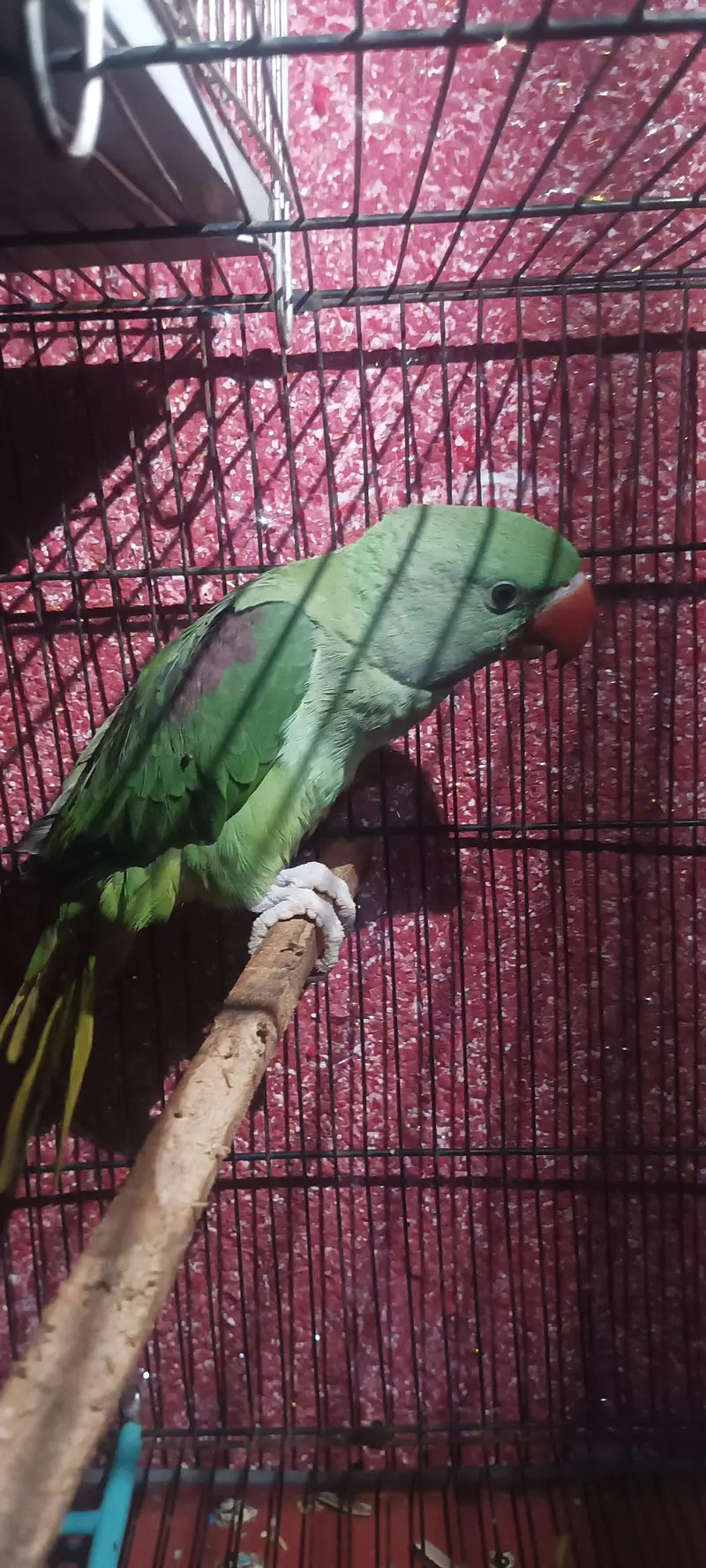 female raw parrot mini hand tame jumbo size — photo 2