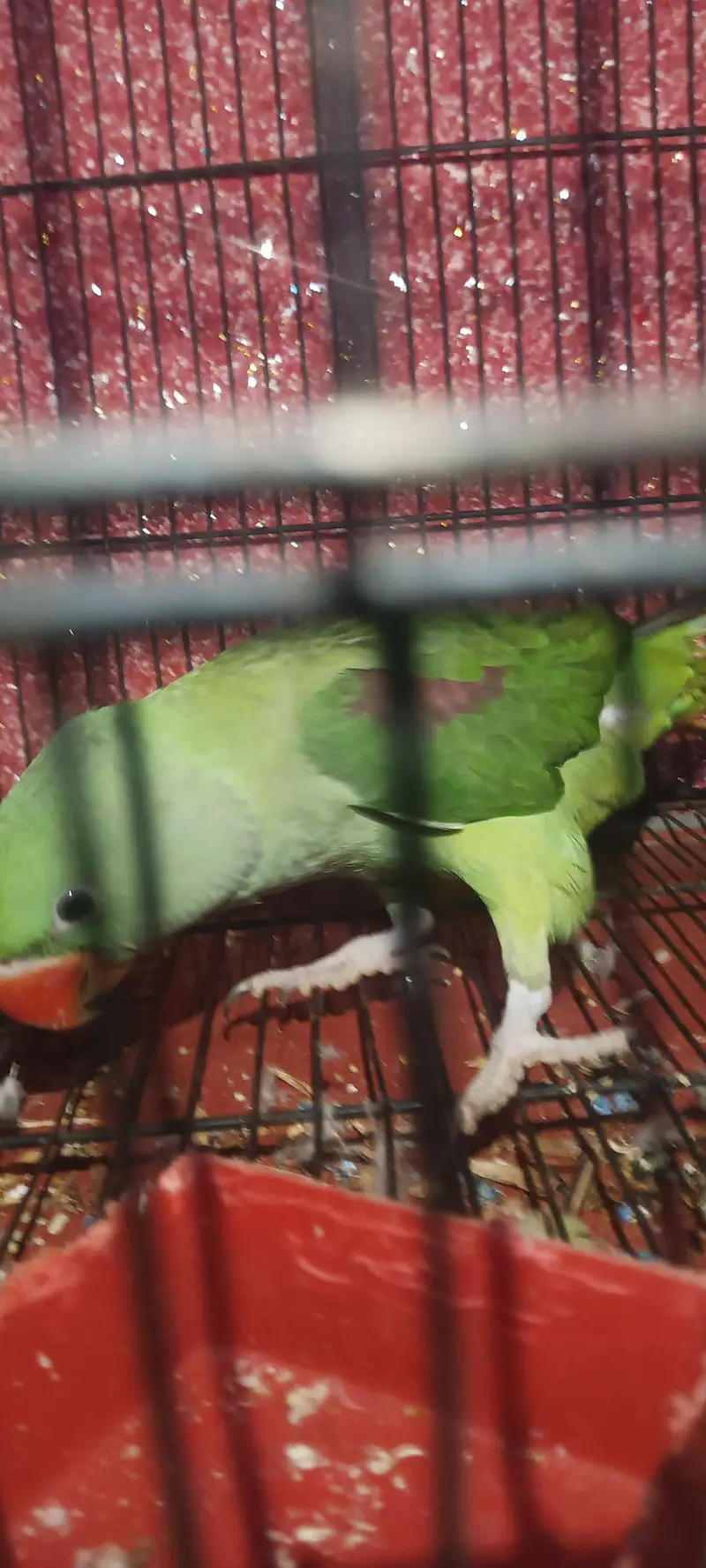 female raw parrot mini hand tame jumbo size — photo 3