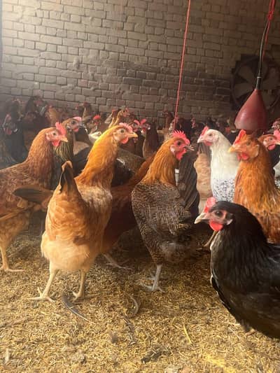 “Golden Misri Hen  | 5.5 Months | Healthy Hen ”