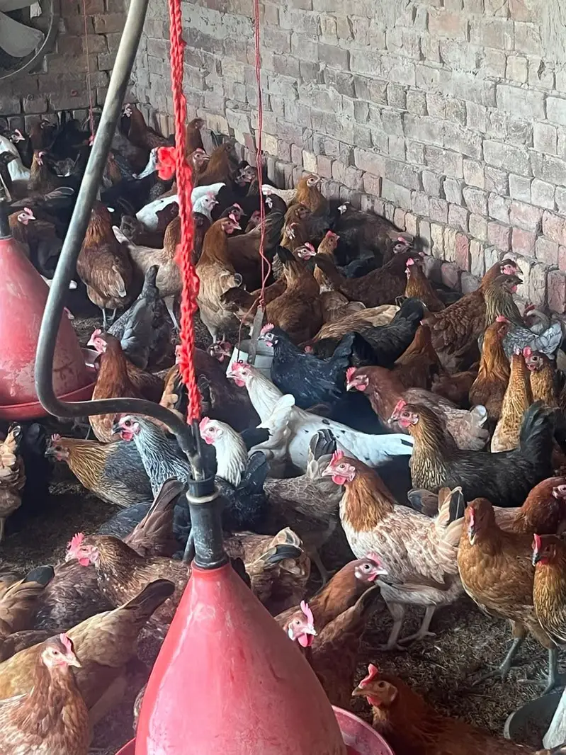 “Golden Misri Hen  | 5.5 Months | Healthy Hen ” — photo 2