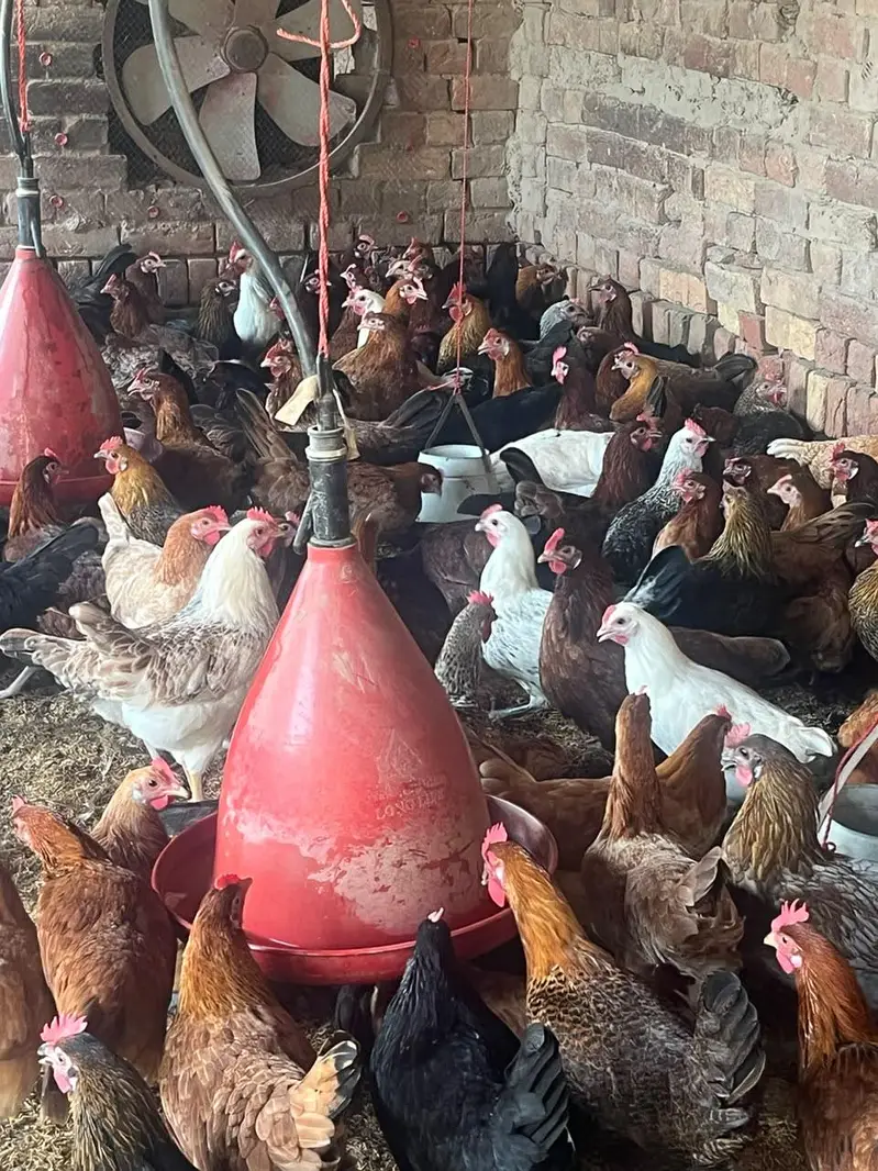 “Golden Misri Hen  | 5.5 Months | Healthy Hen ” — photo 3