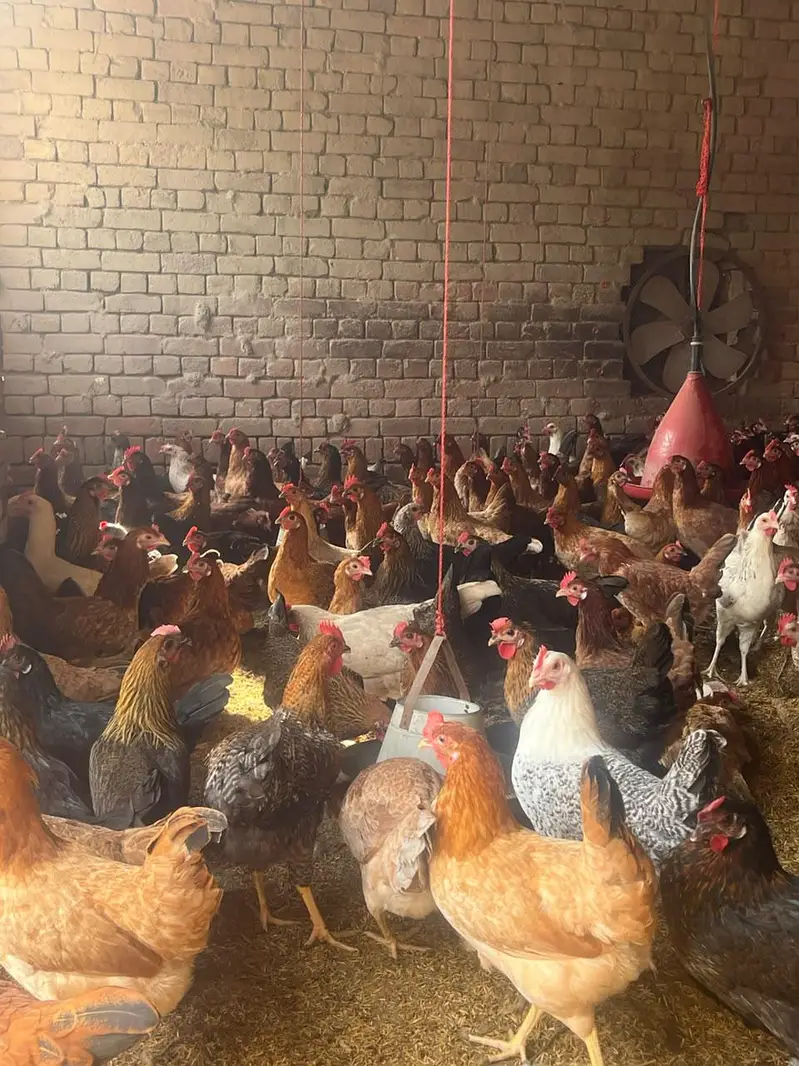 “Golden Misri Hen  | 5.5 Months | Healthy Hen ” — photo 4