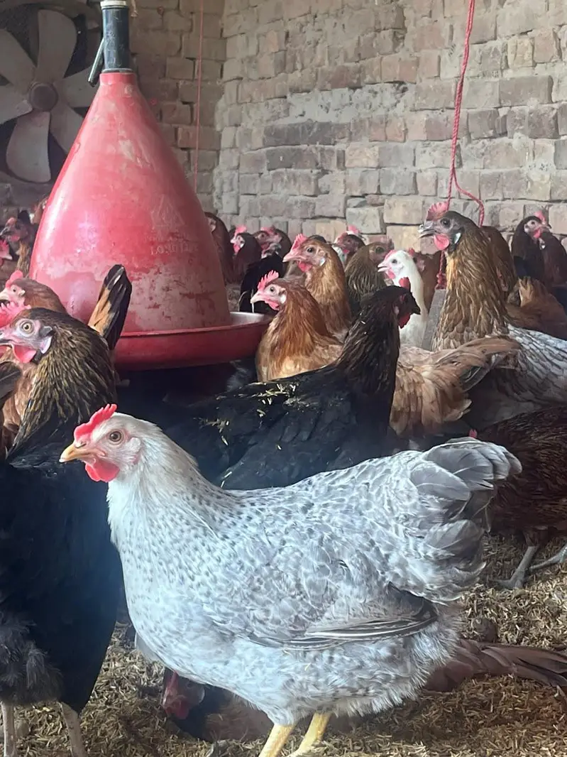 “Golden Misri Hen  | 5.5 Months | Healthy Hen ” — photo 5