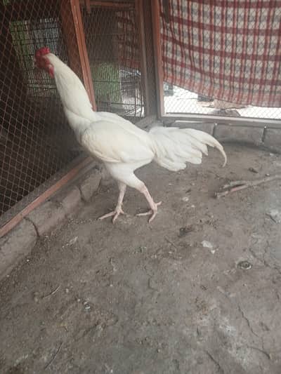 03482727920 heera murgha for sale in reasonable price