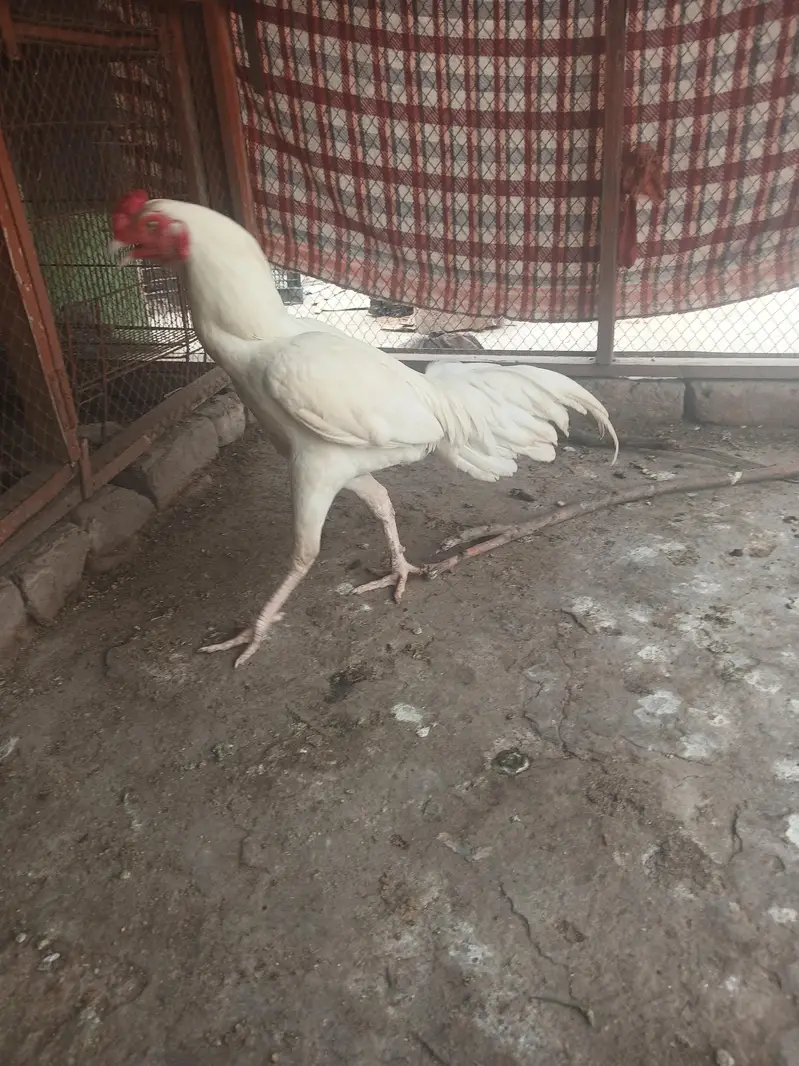 03482727920 heera murgha for sale in reasonable price — photo 2