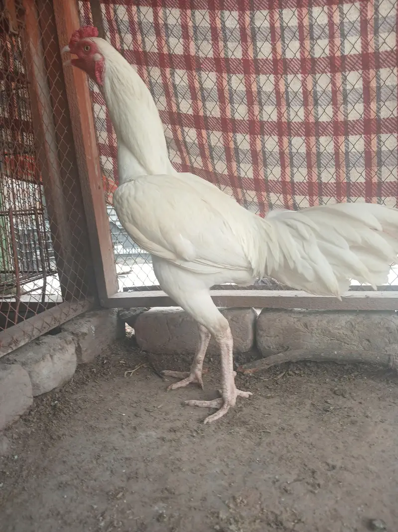 03482727920 heera murgha for sale in reasonable price — photo 3
