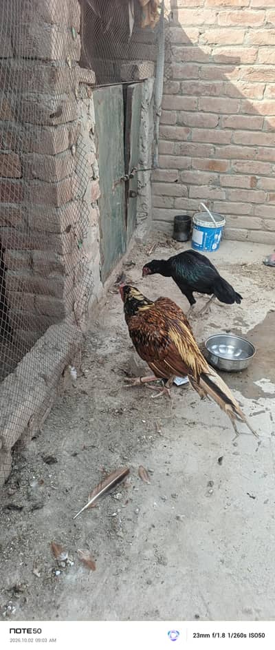 Aseel Breeder