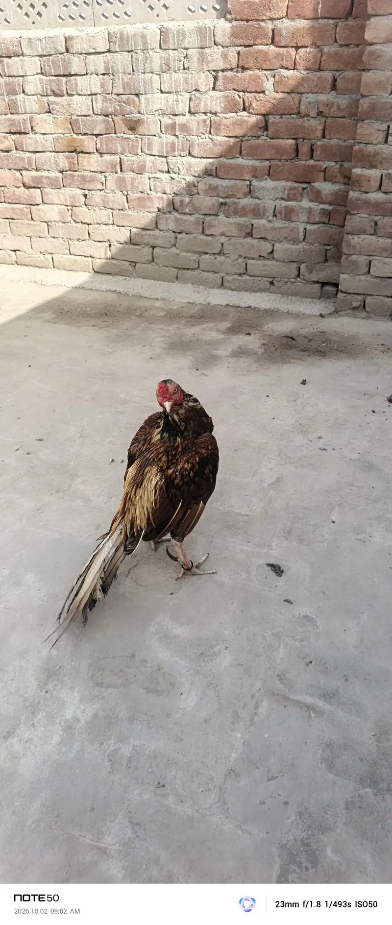 Aseel Breeder — photo 2