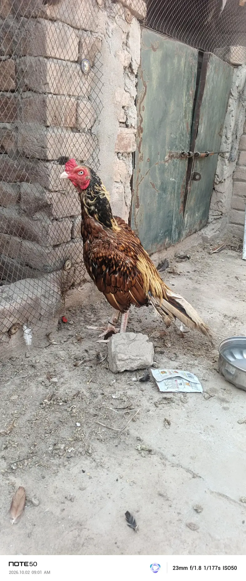 Aseel Breeder — photo 3