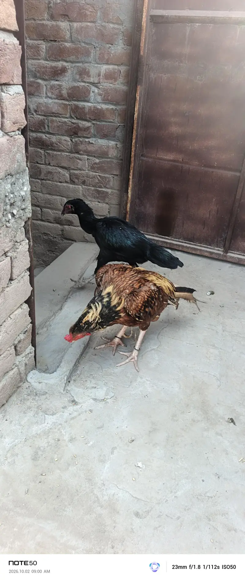 Aseel Breeder — photo 4