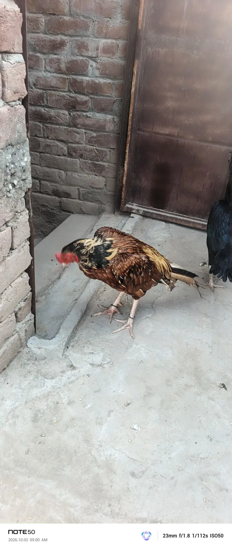 Aseel Breeder — photo 5