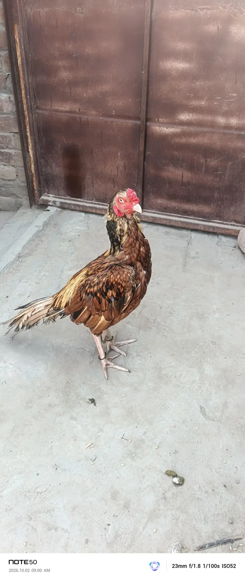 Aseel Breeder — photo 6