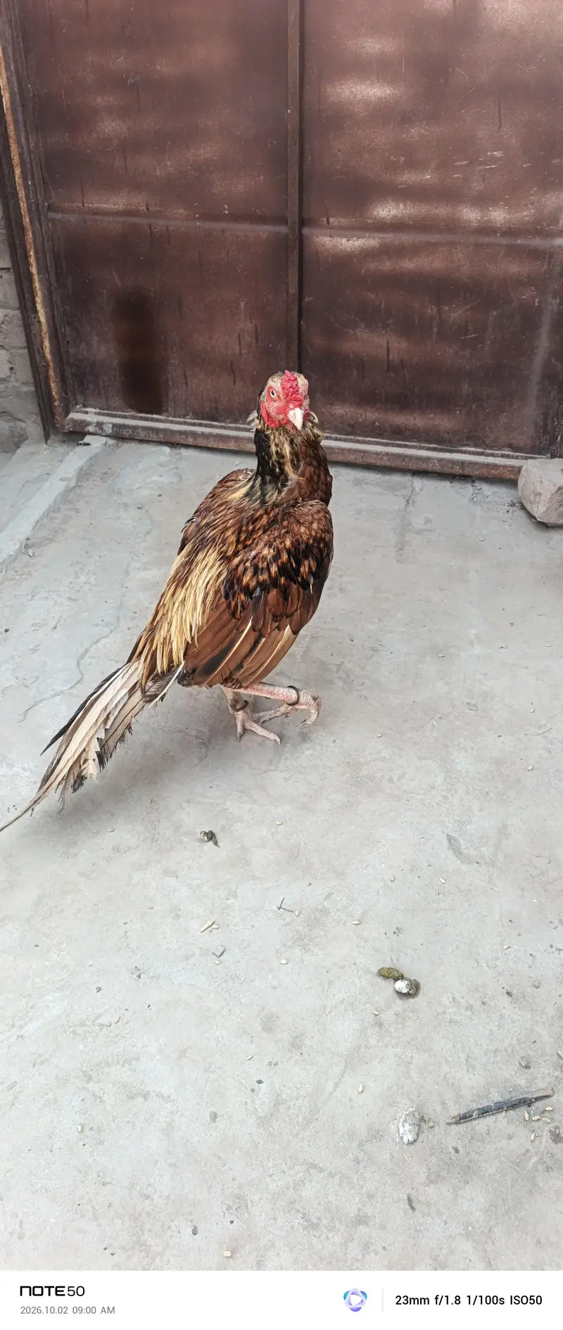 Aseel Breeder — photo 7