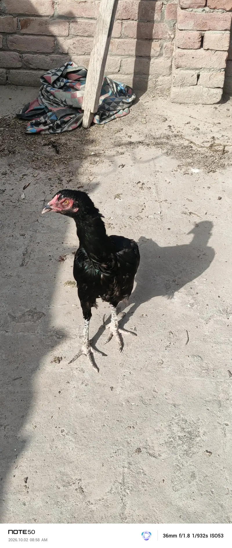 Aseel Breeder — photo 8