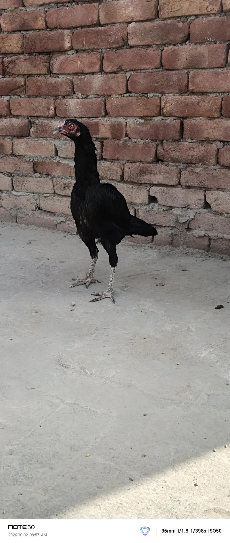 Aseel Breeder — photo 9