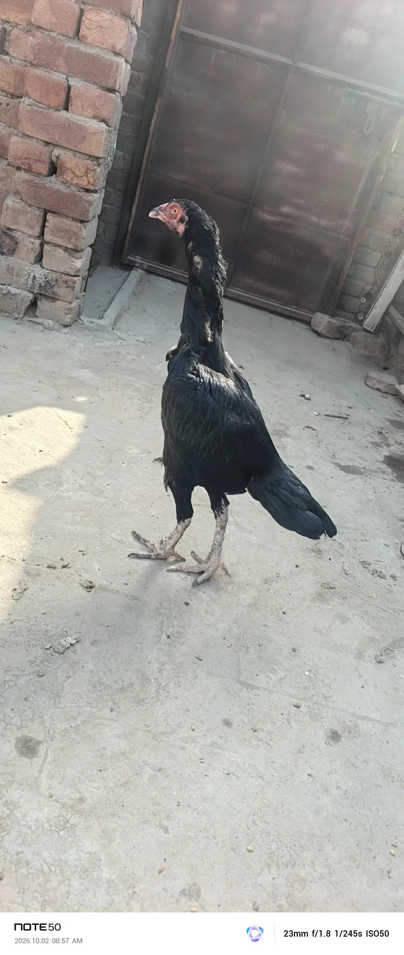 Aseel Breeder — photo 10