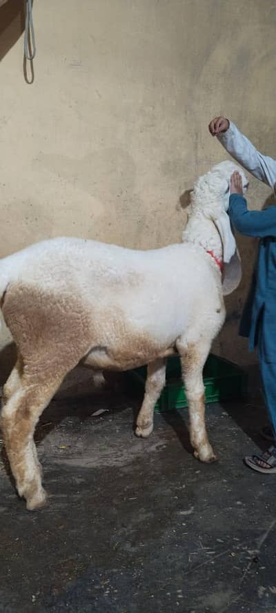 pure larkana dumba