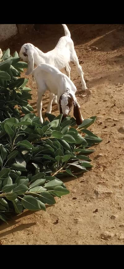 goat kids male and female
