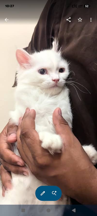 Cat Persian White | Pure Persian