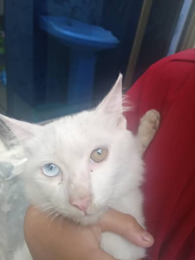 Beautiful White Kitten with Stunning Blue & brown Eyes – For Sale
