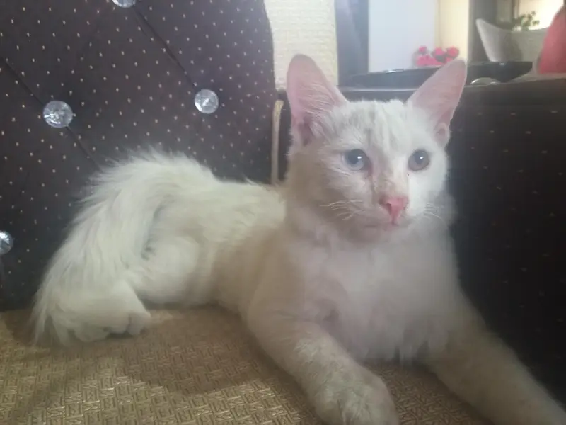 Beautiful White Kitten with Stunning Blue & brown Eyes – For Sale — photo 2