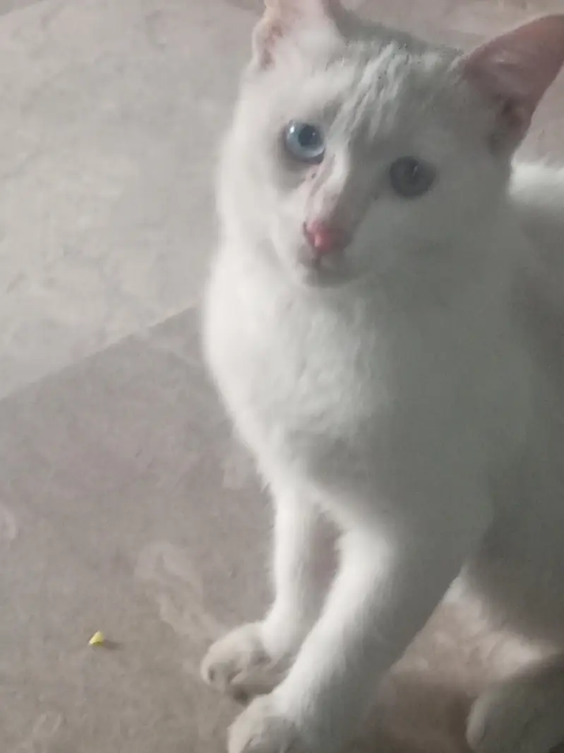 Beautiful White Kitten with Stunning Blue & brown Eyes – For Sale — photo 3