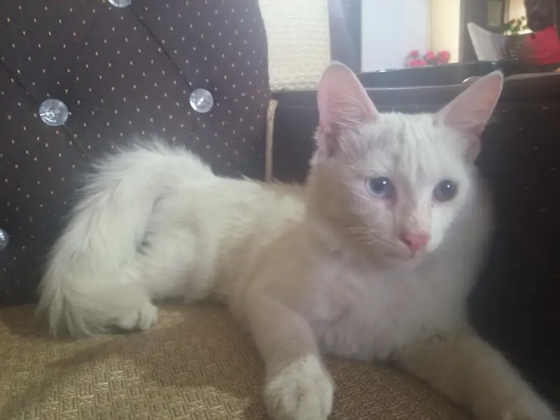 Beautiful White Kitten with Stunning Blue & brown Eyes – For Sale — photo 4