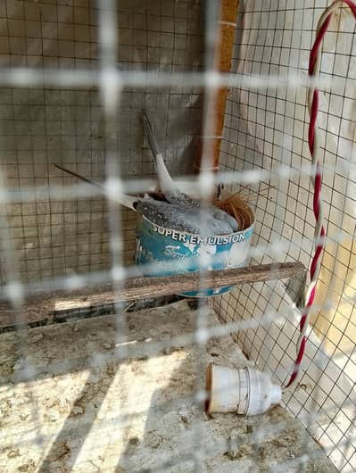 breeder pair for sale