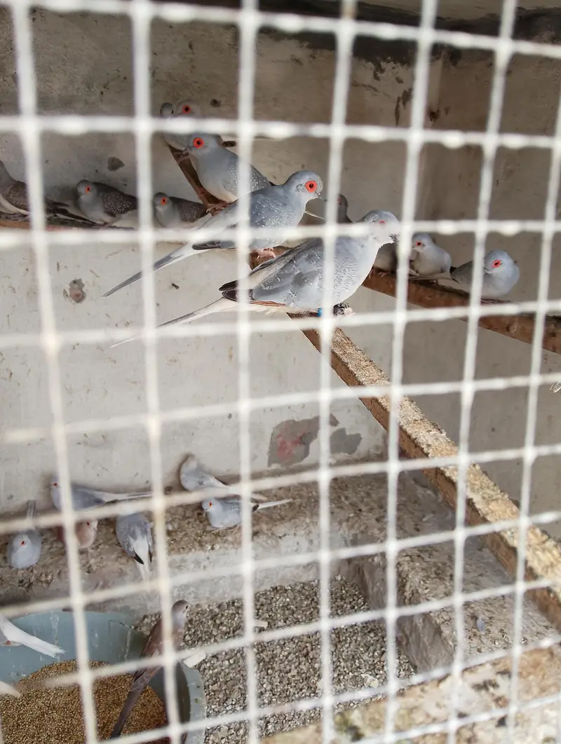 breeder pair for sale — photo 6