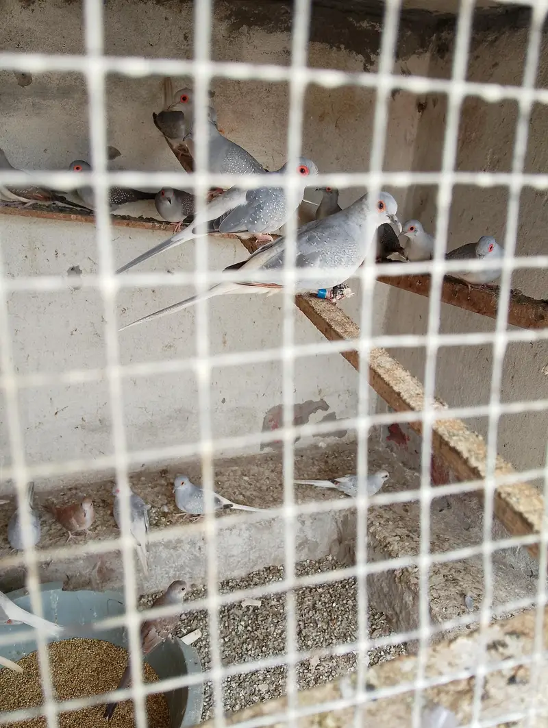 breeder pair for sale — photo 7