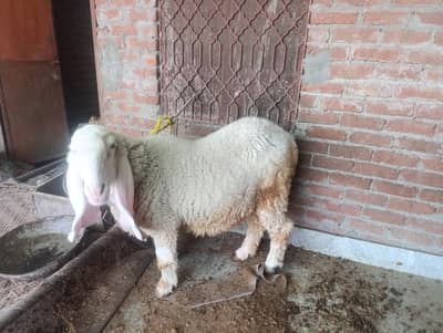 pure kajli bakri