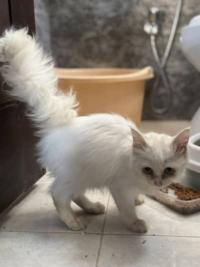 Double Coat Persian female