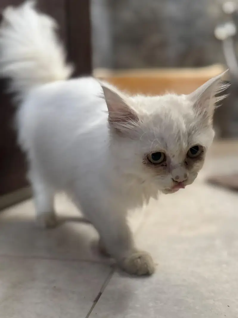 Double Coat Persian female — photo 2