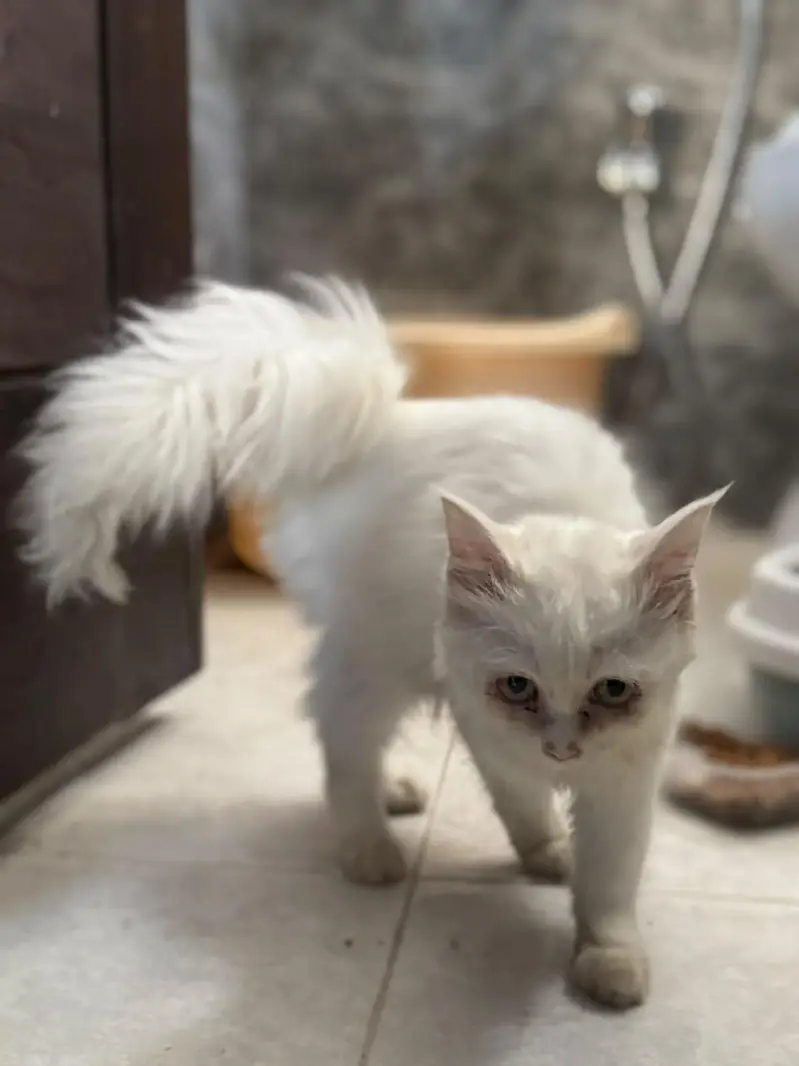 Double Coat Persian female — photo 3