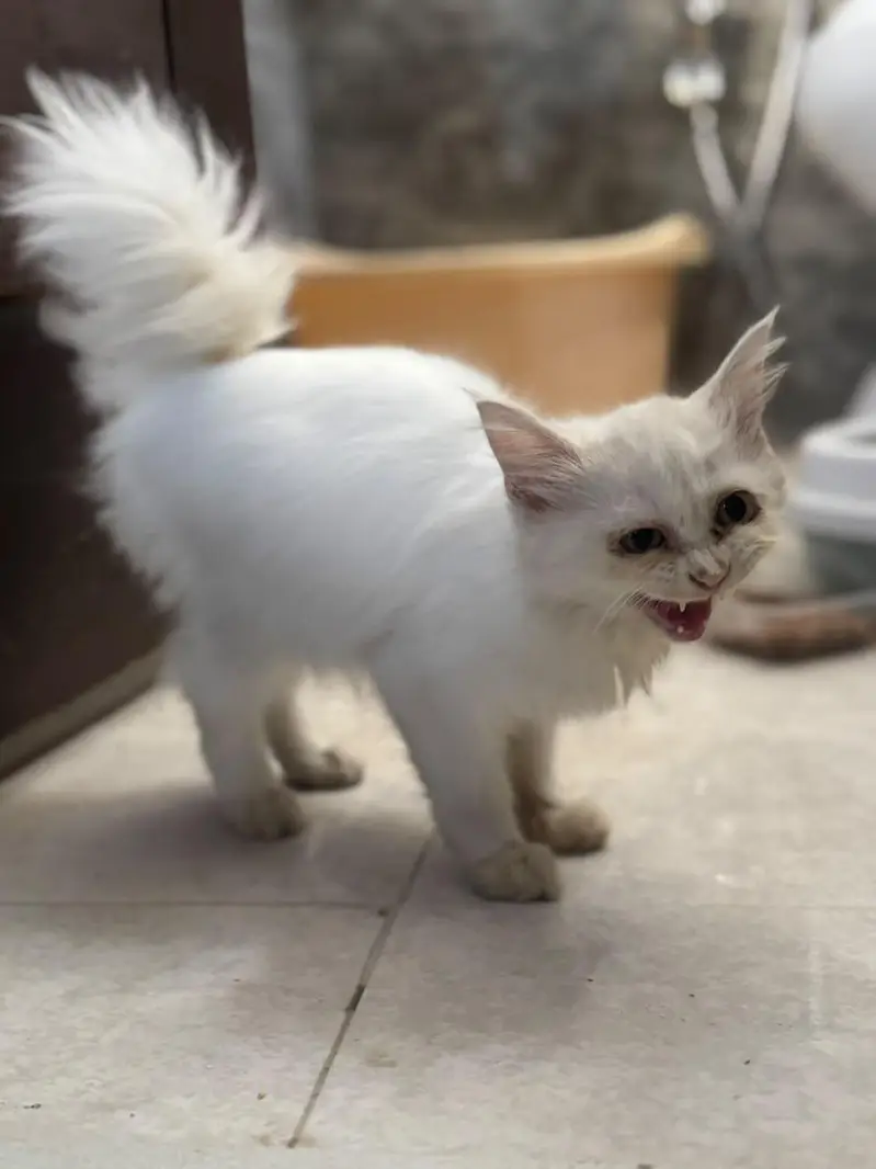 Double Coat Persian female — photo 4