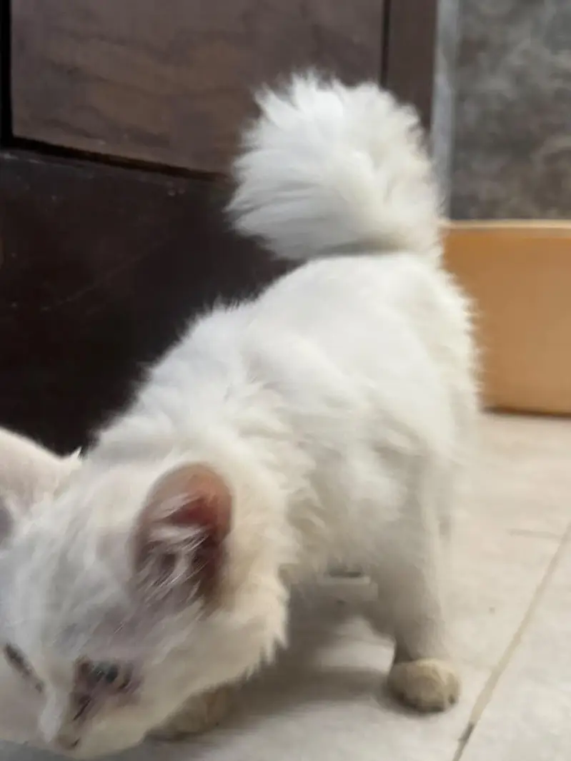 Double Coat Persian female — photo 5