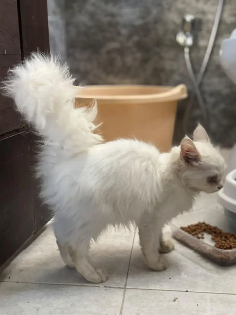 Double Coat Persian female — photo 6