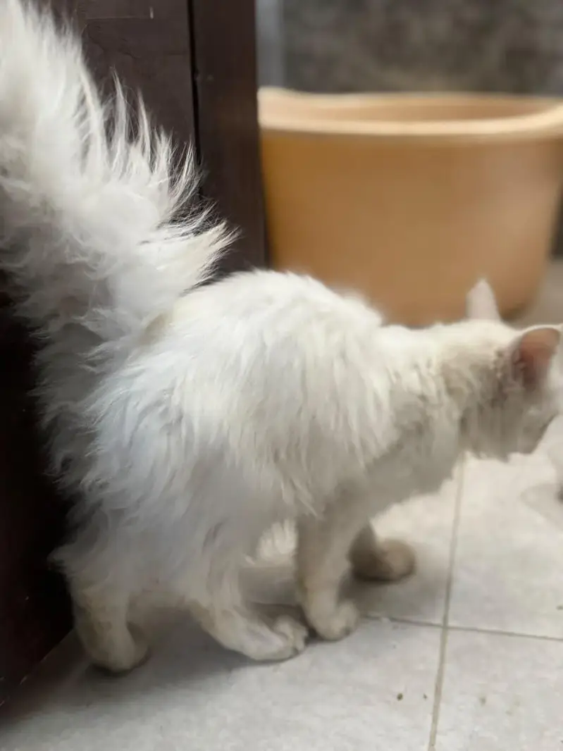 Double Coat Persian female — photo 7