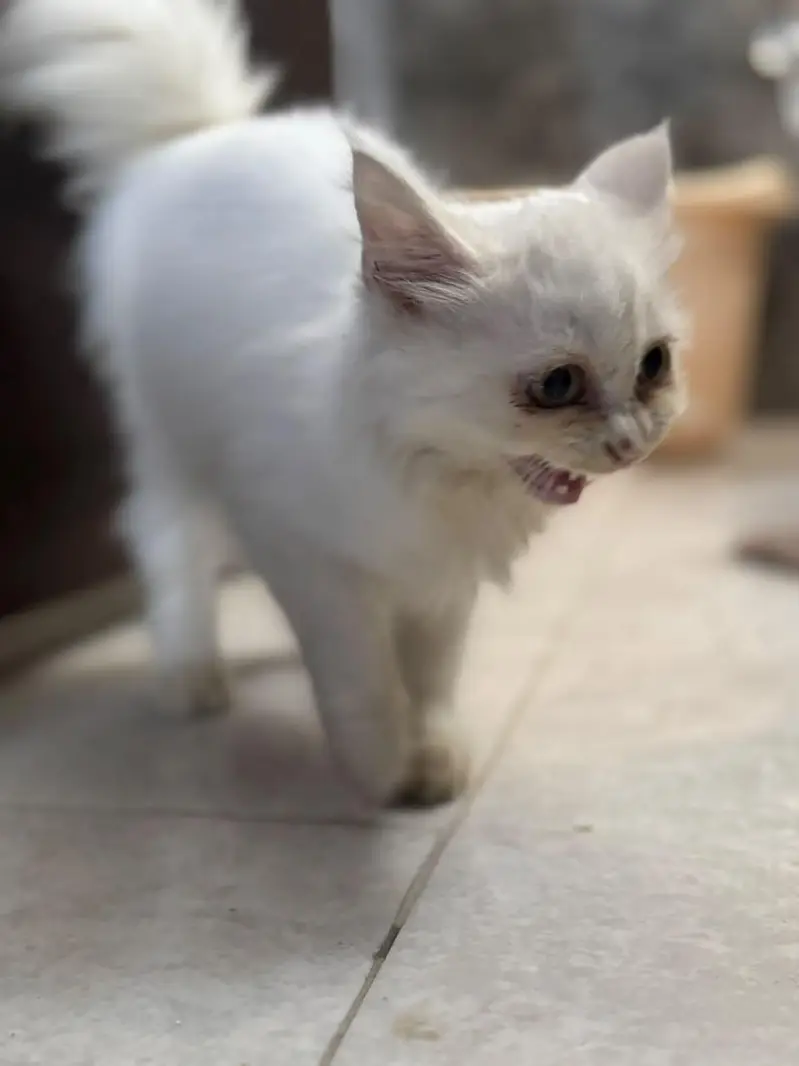 Double Coat Persian female — photo 8