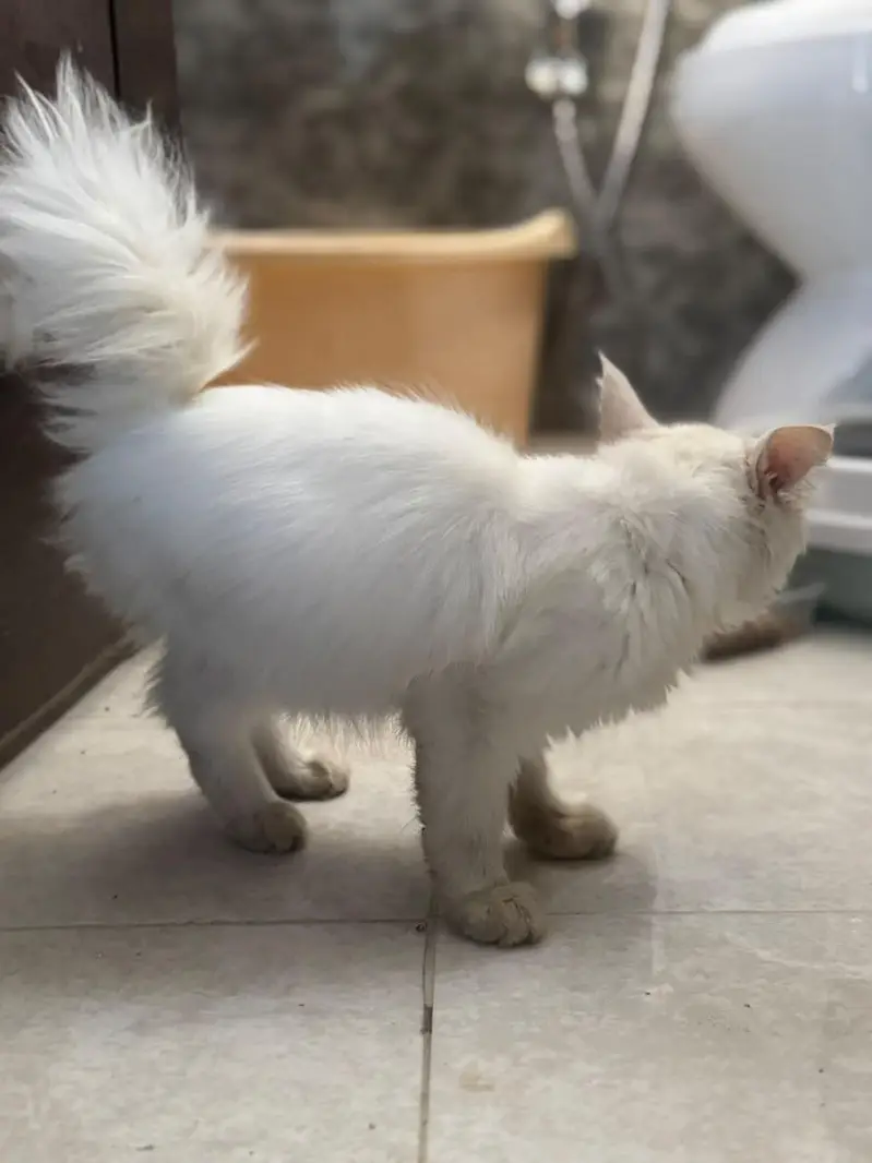 Double Coat Persian female — photo 9