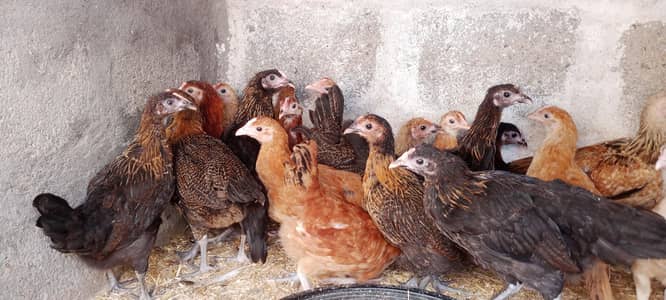 GOLDEN MISRI FEMALE