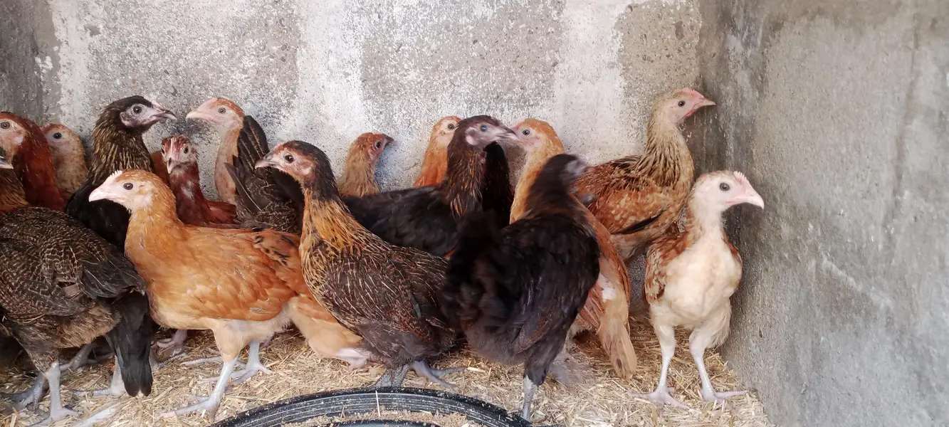 GOLDEN MISRI FEMALE — photo 2
