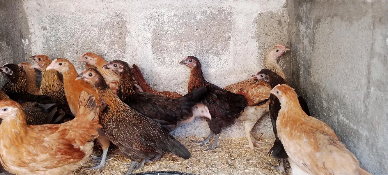 GOLDEN MISRI FEMALE — photo 3