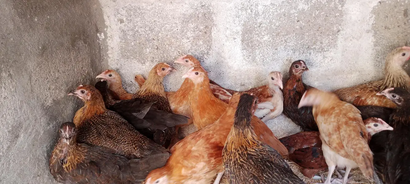 GOLDEN MISRI FEMALE — photo 4