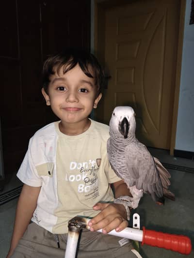 grey parrot
