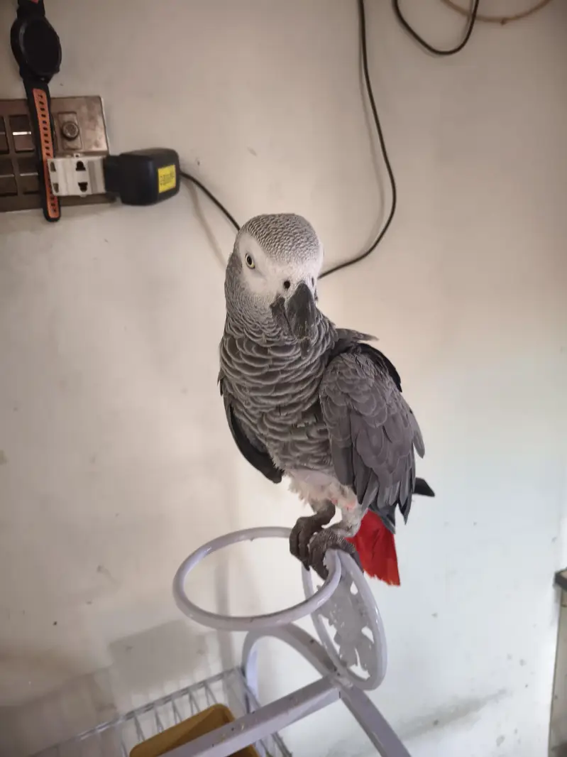 grey parrot — photo 2