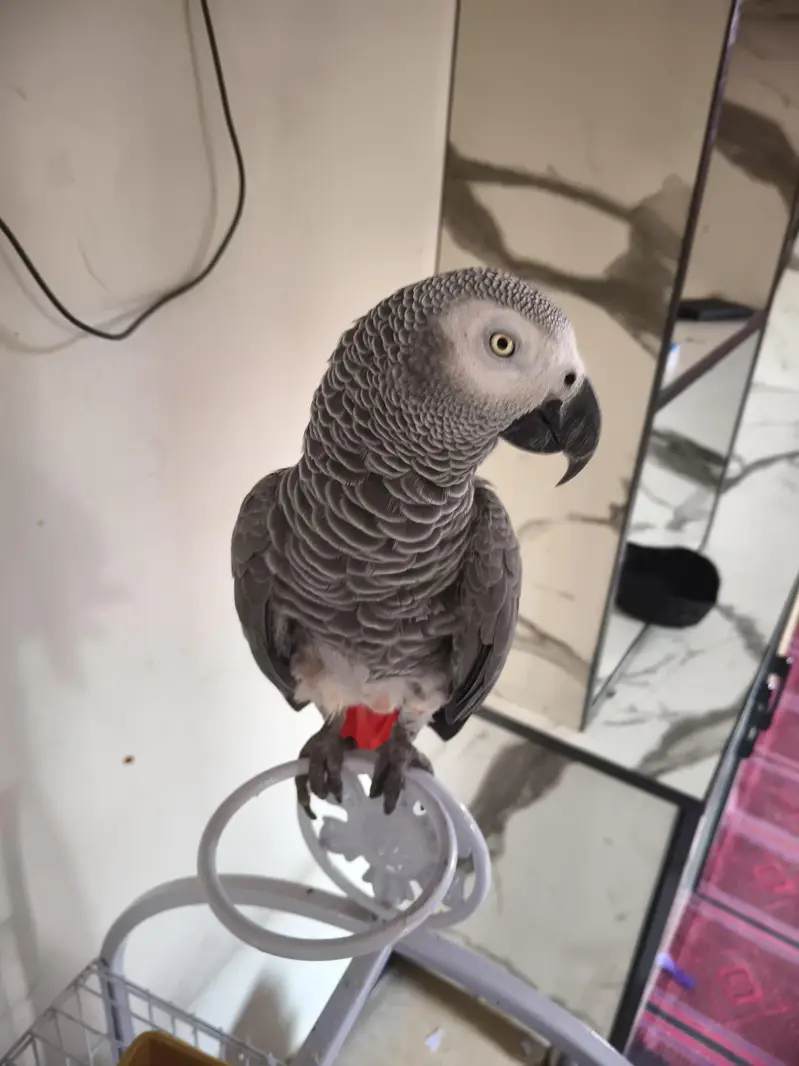 grey parrot — photo 3