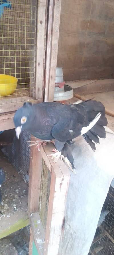 lucky kabotar